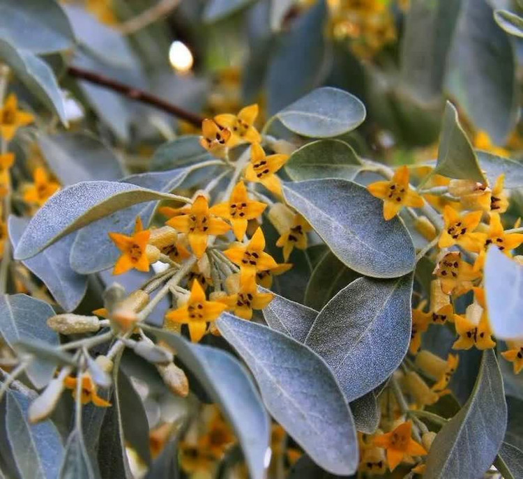 عطر سنجد طبیعی بدون پایه روغنی و الکل