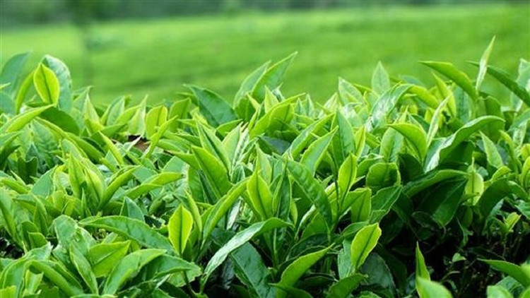 چای ممتاز بهاره گیلان ۱۴۰۵ دست چین یک کیلویی